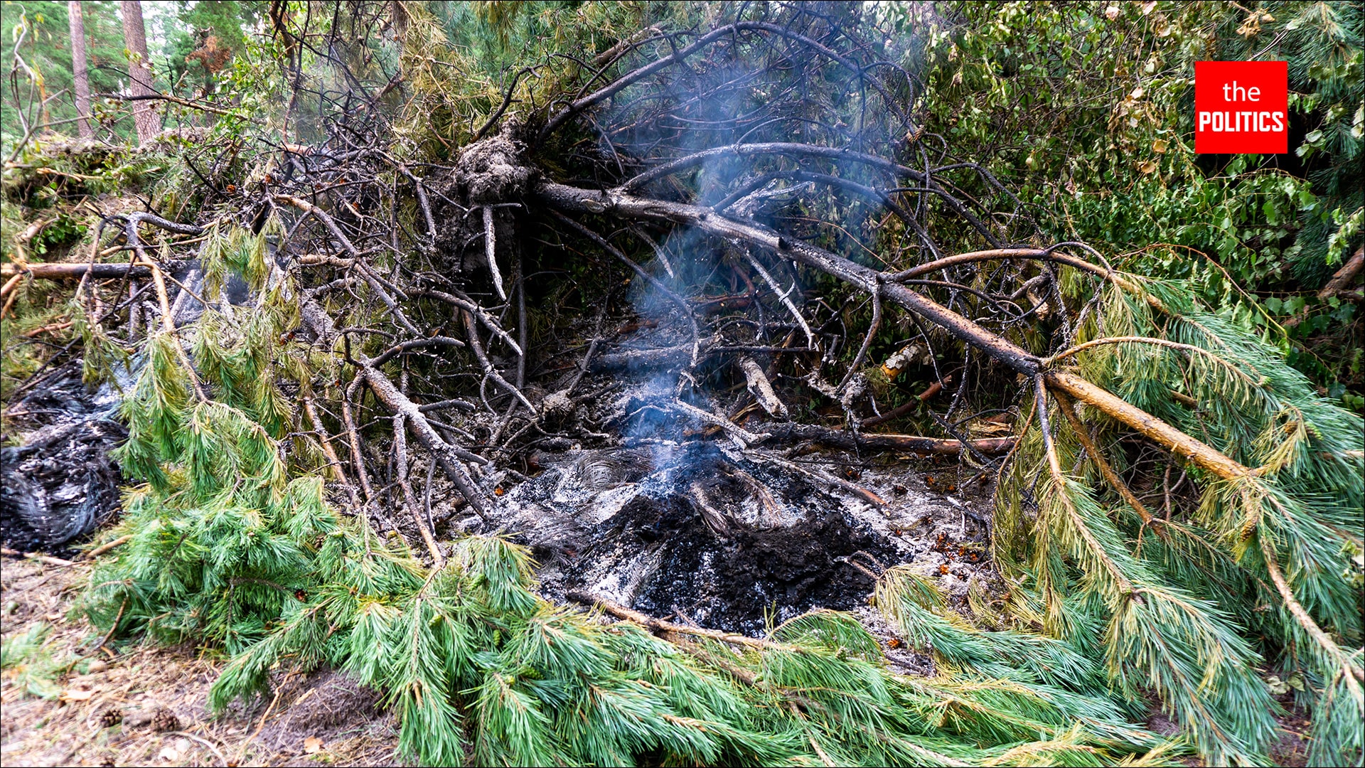 Спиленные деревье в Ахунах сжигают на месте